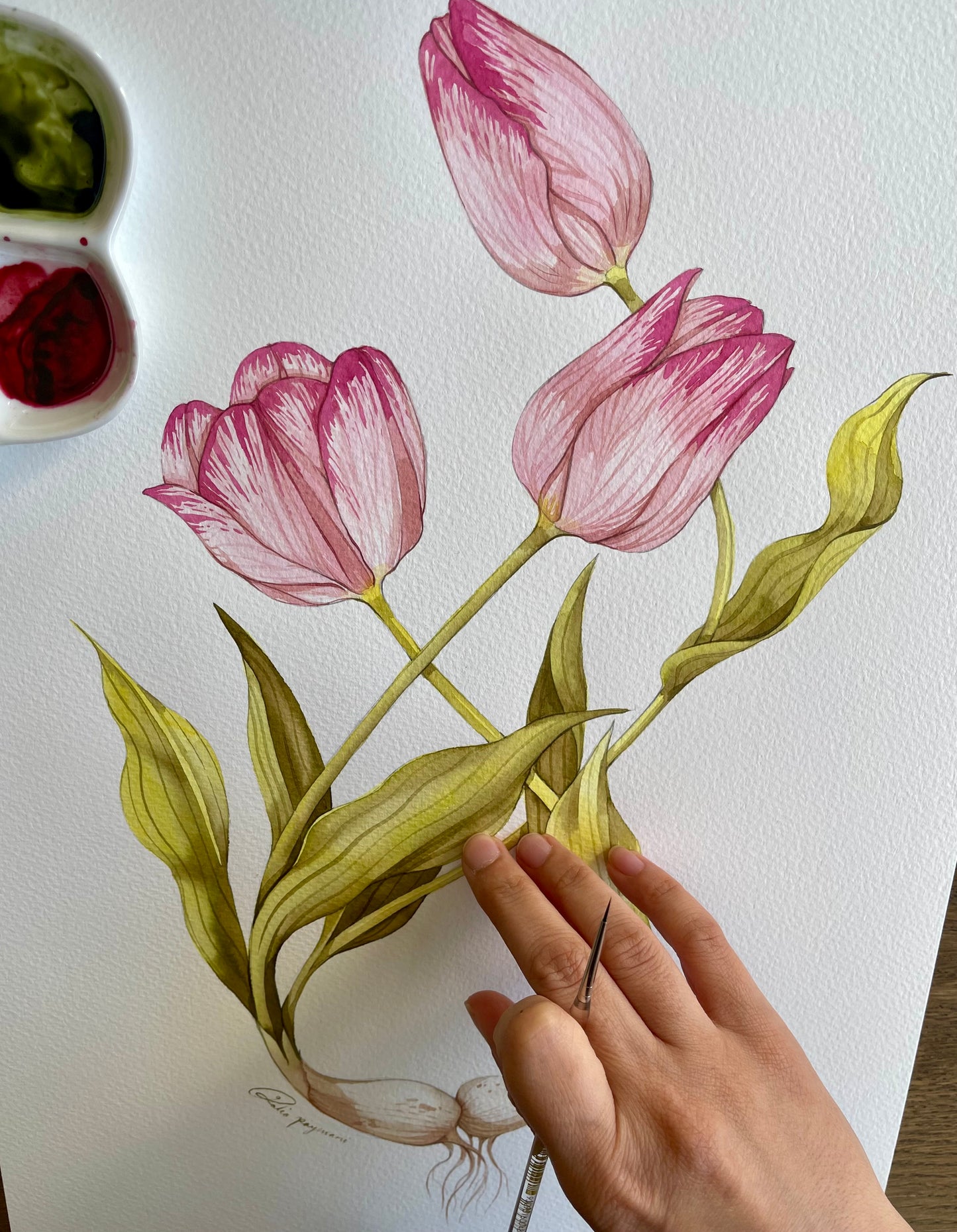 Tulip watercolour illustration