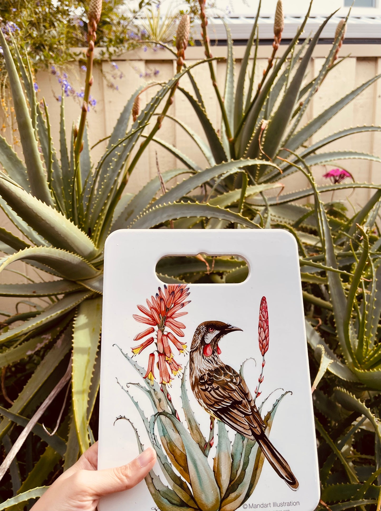 Aloe and red wattlebird ceramic trivet
