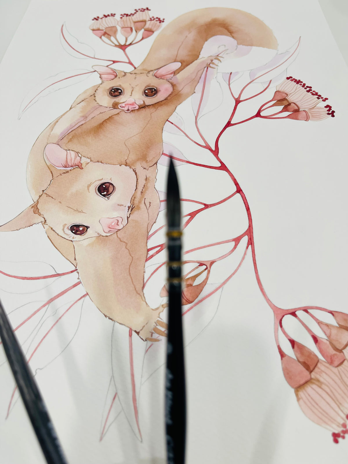 Albino possums original watercolour illustration