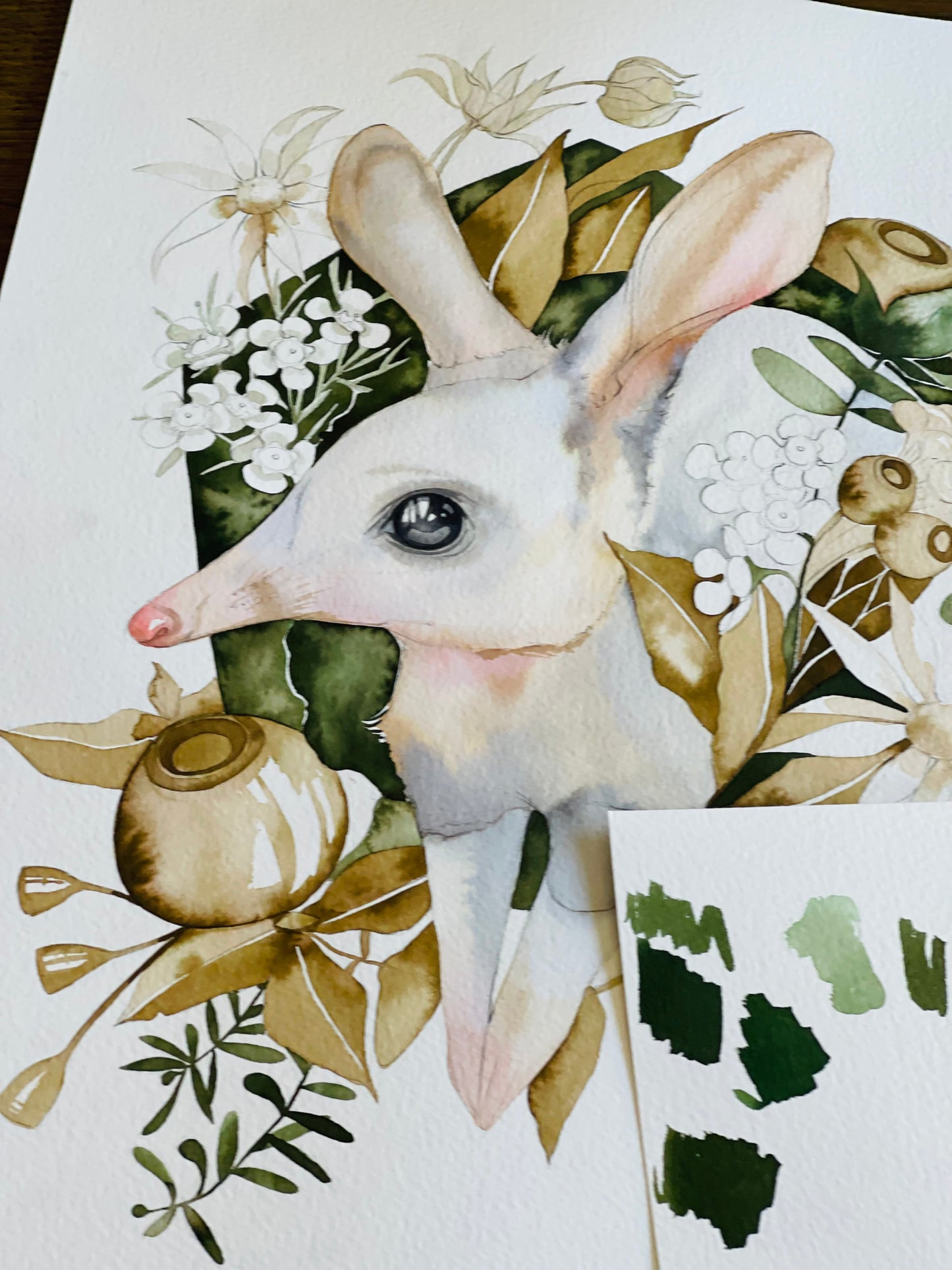 Bilby botanical watercolour illustration