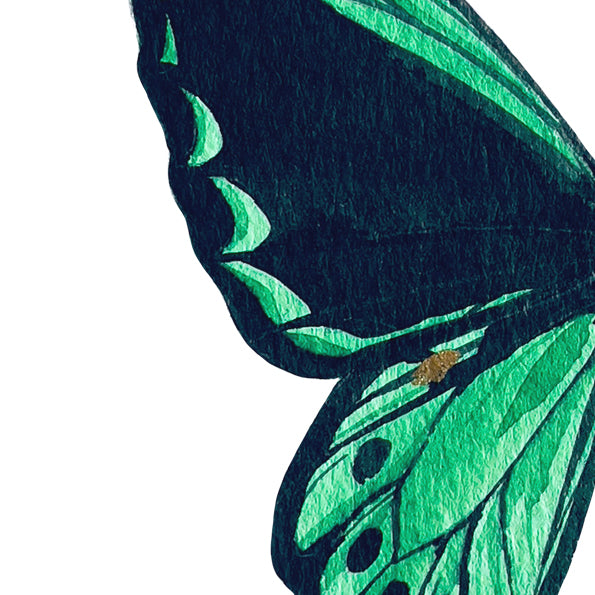 Green birdwing butterfly Wall decal