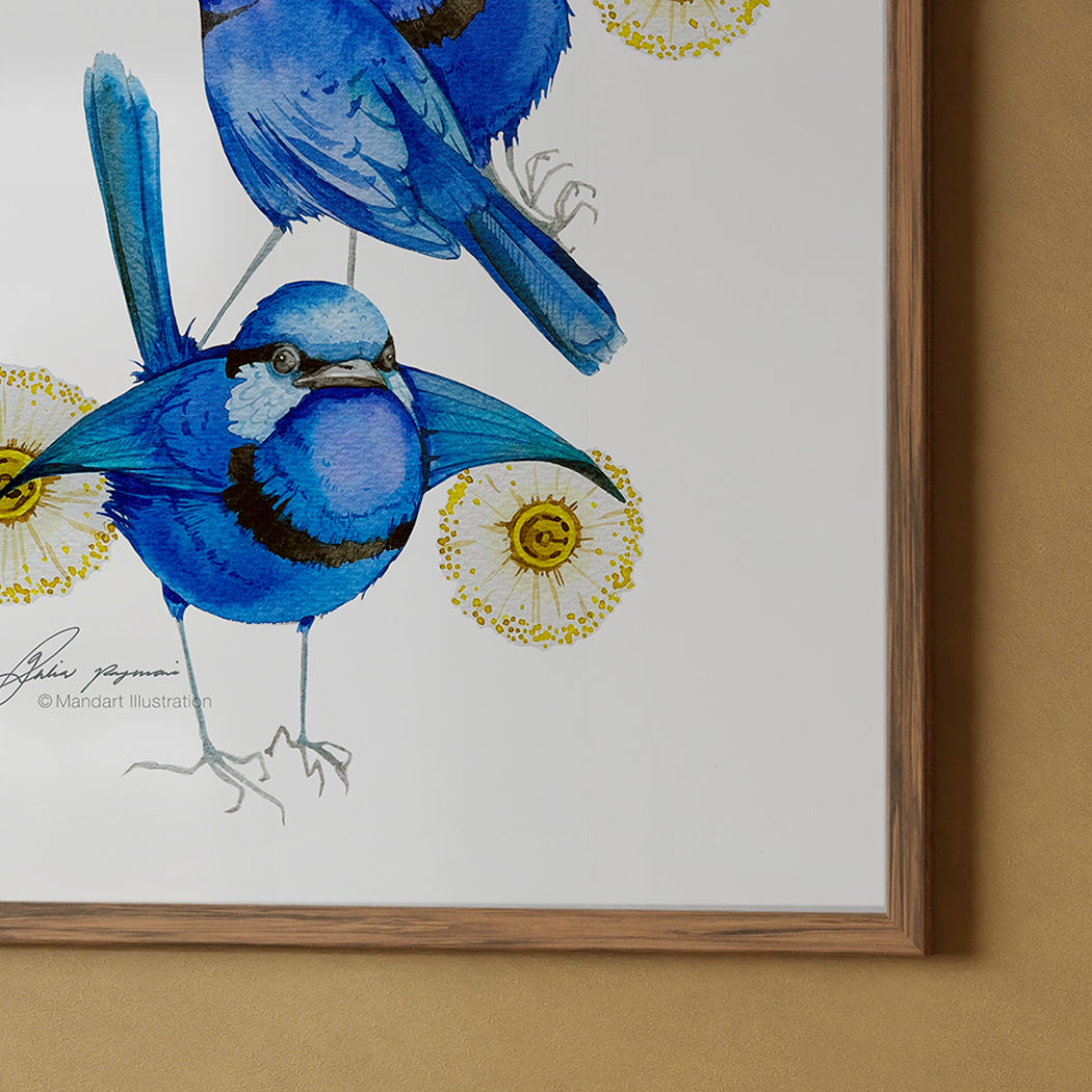 Superb fairywrens watercolour prints