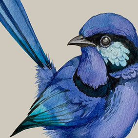 Blue wrens watercolour prints