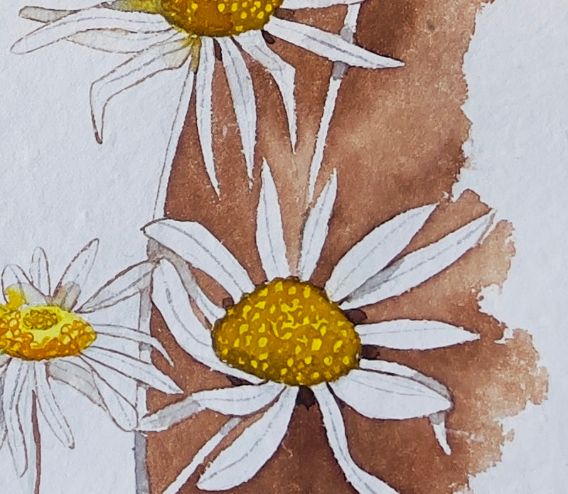 “Spring Wattle”