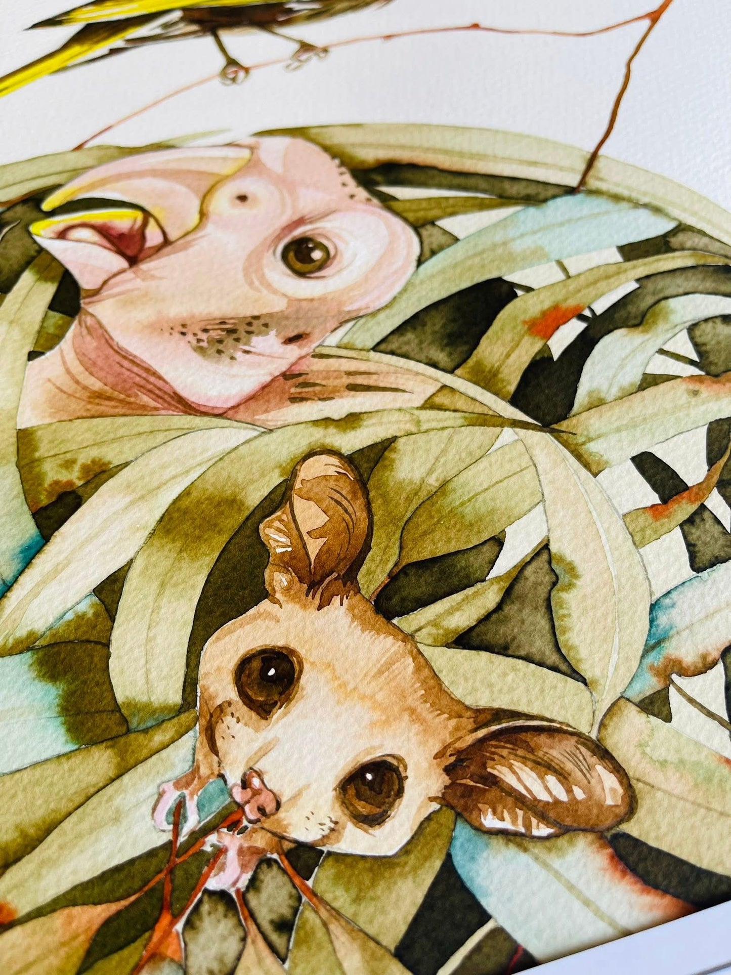 The secret of eucalyptus original illustration