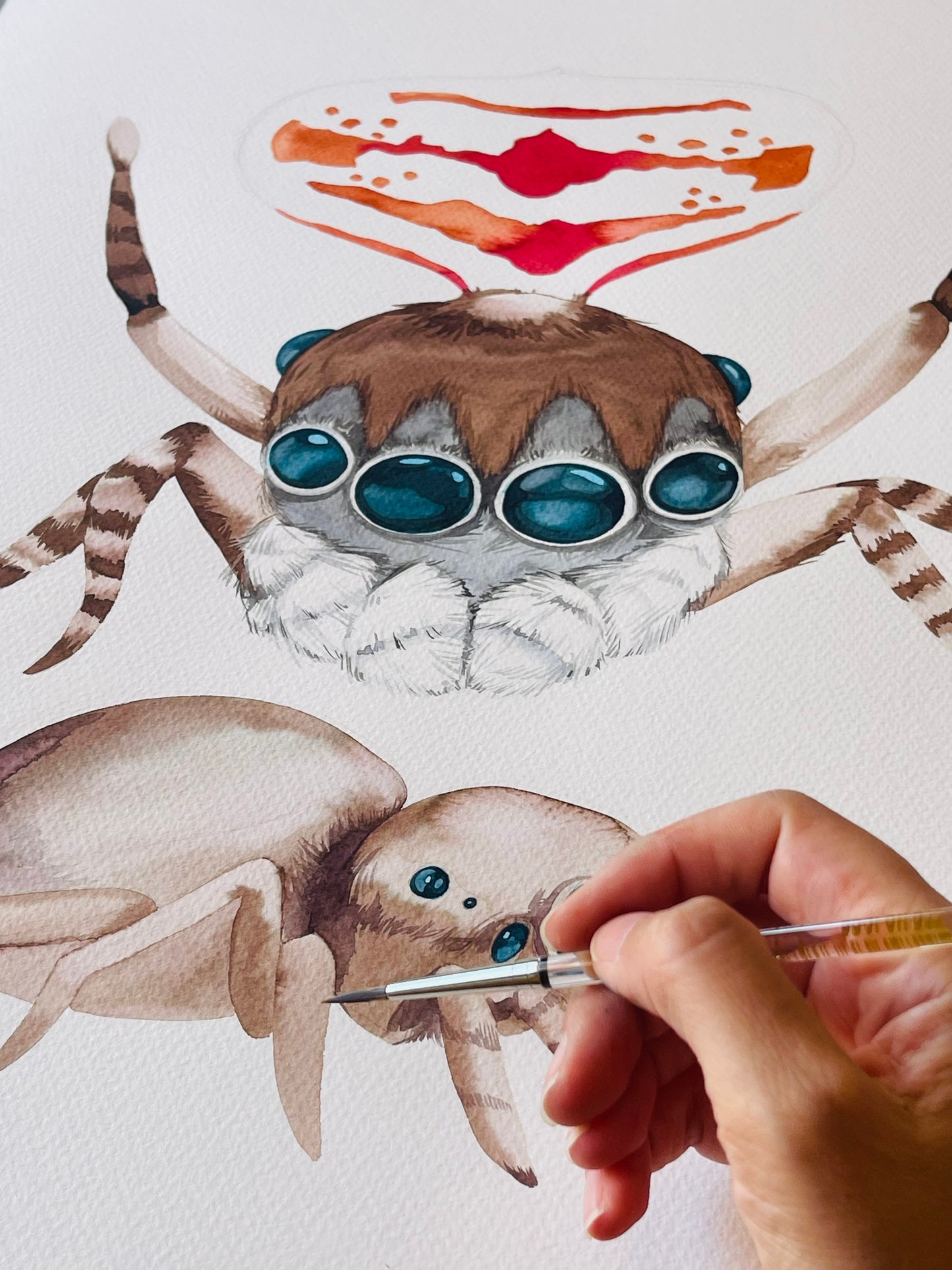 Peacock Spider original watercolour illustration