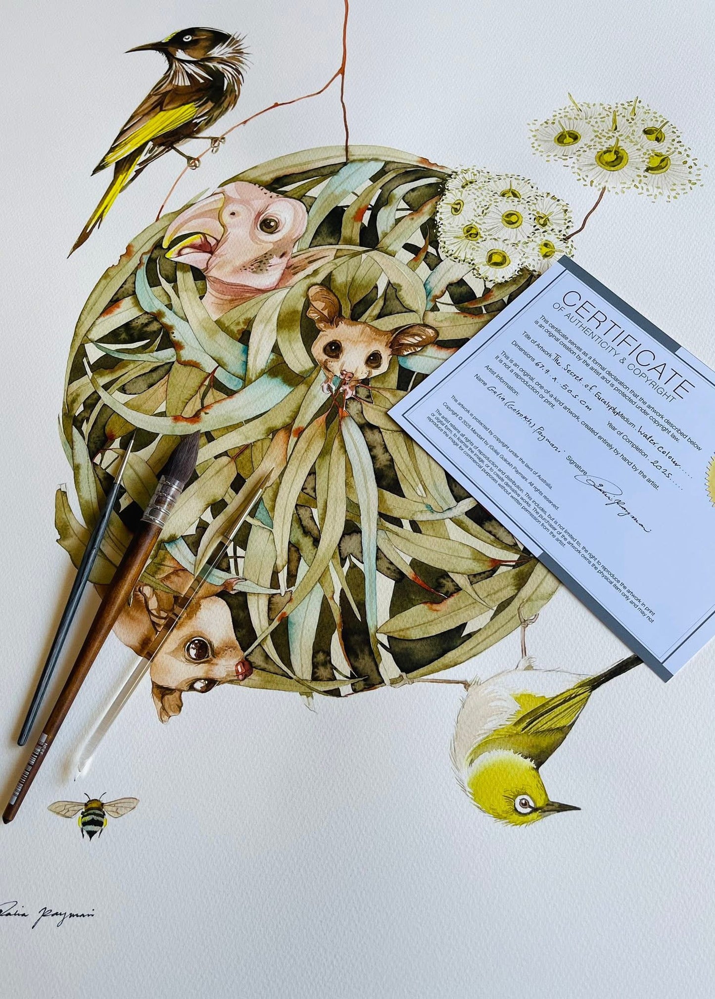 The secret of eucalyptus original illustration