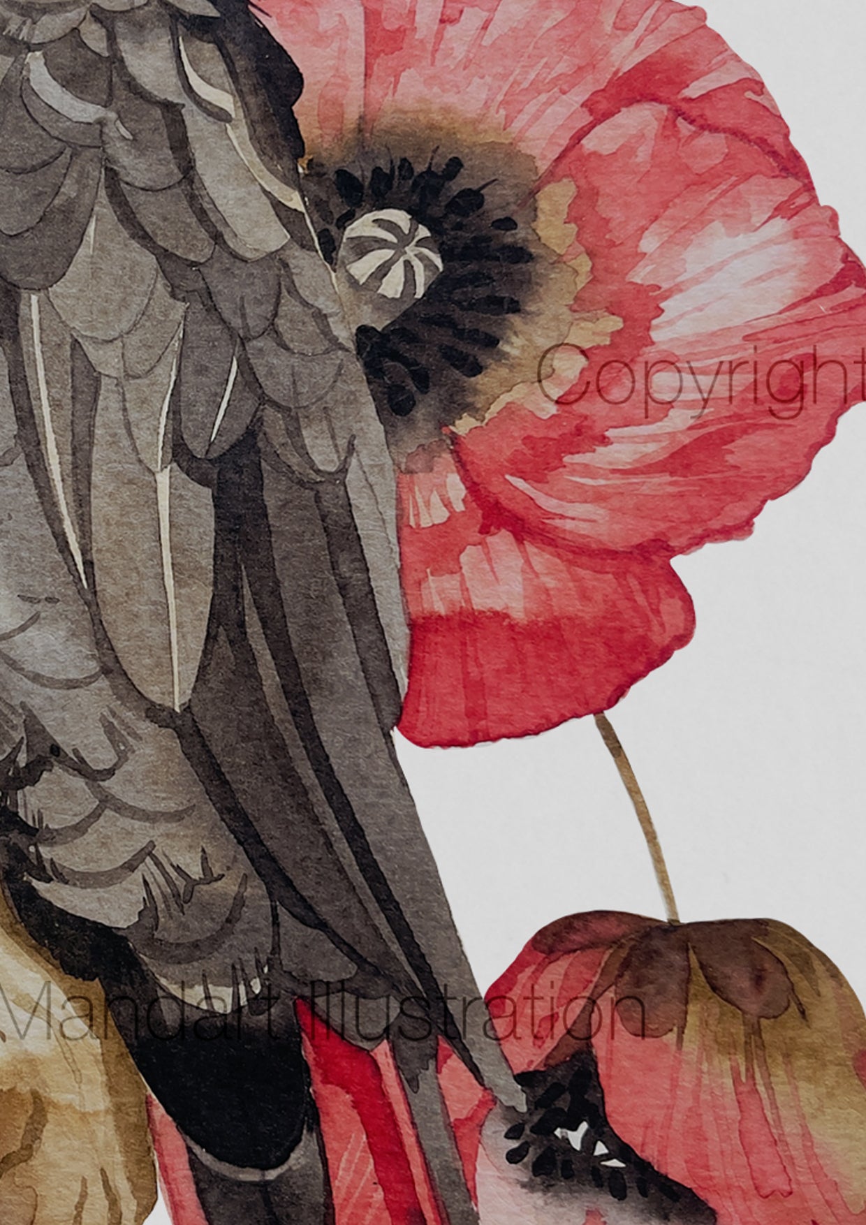 Black feathers and red petals original watercolour illustration