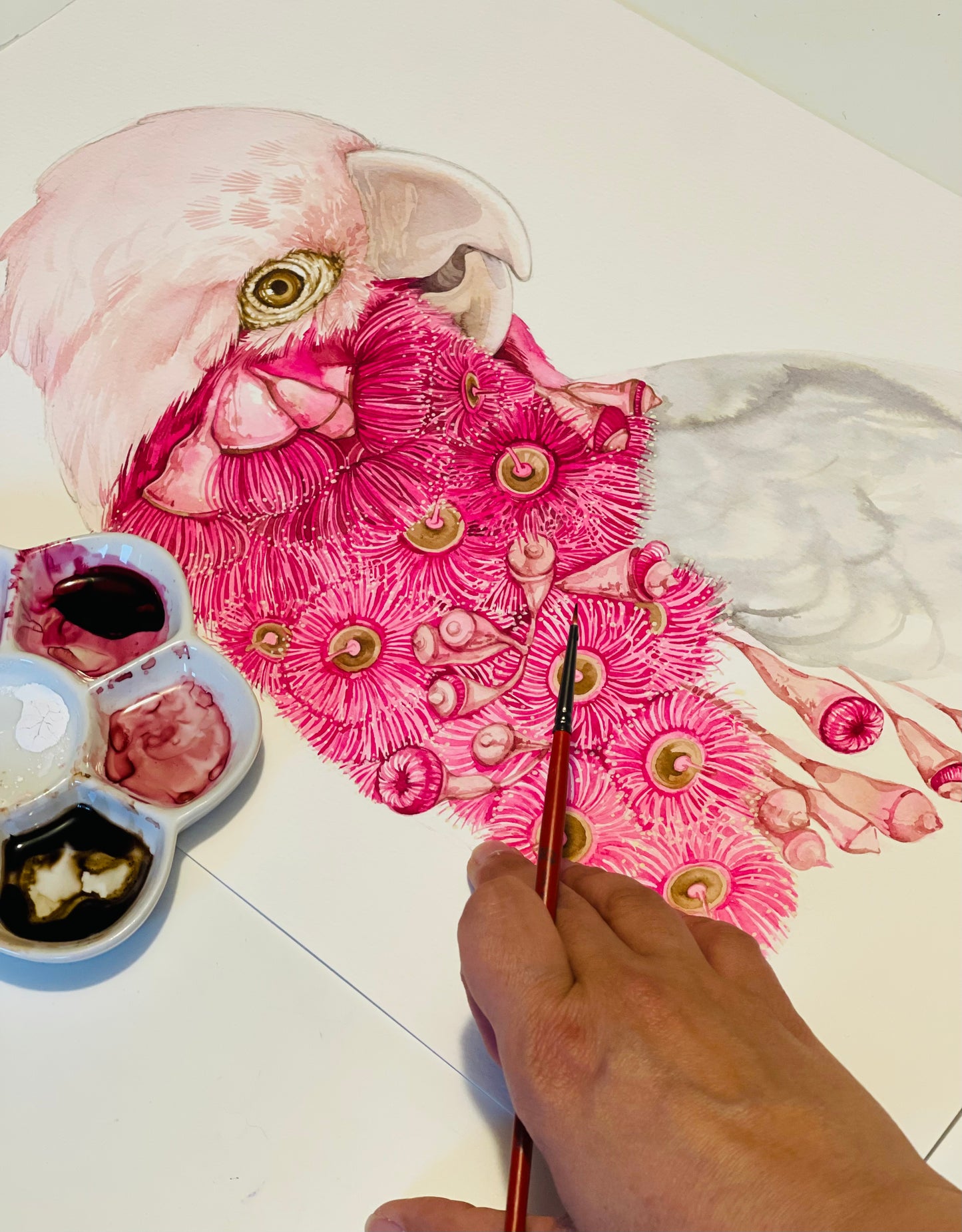 Galah watercolour print