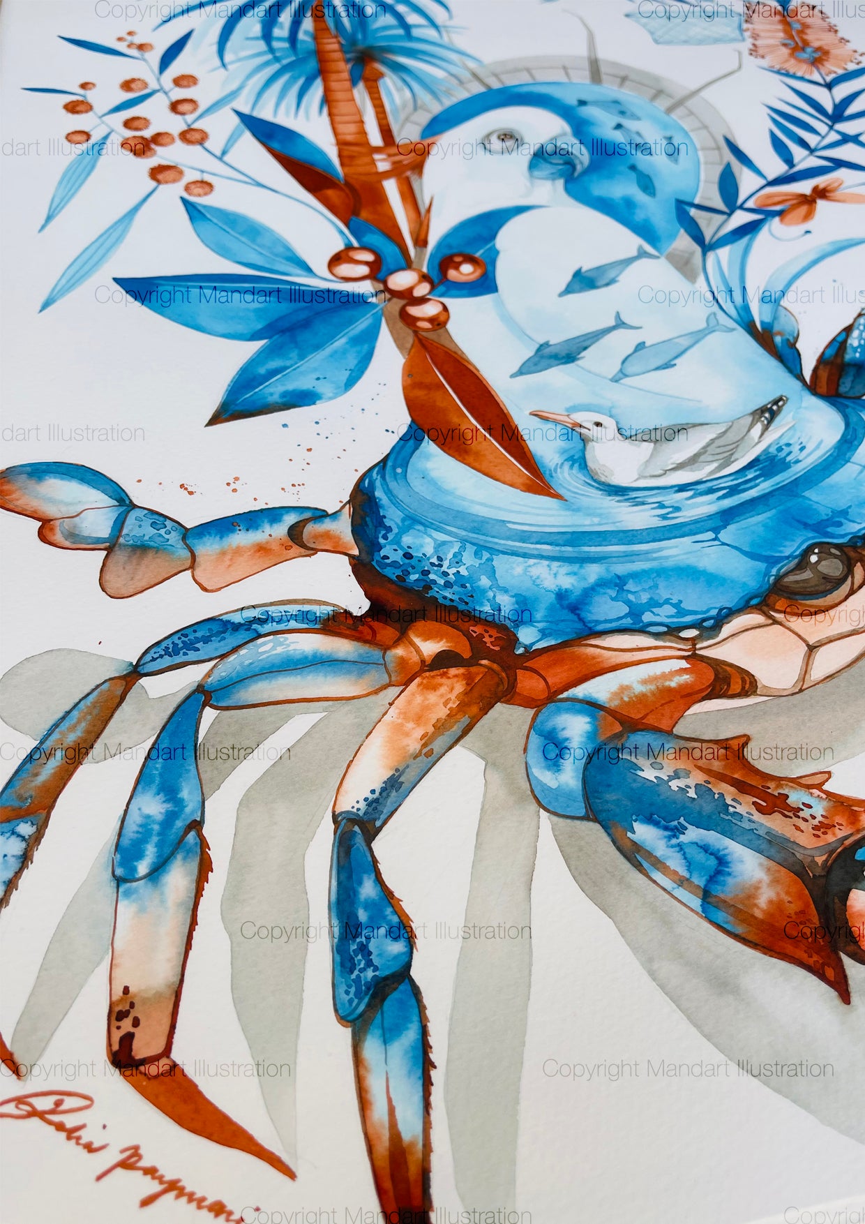 Mandurah blue manna watercolour illustration