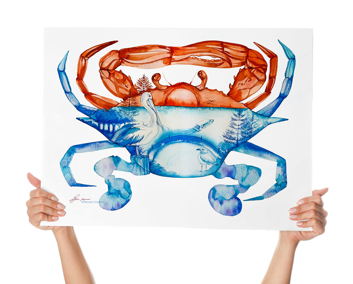 Mandurah crab watercolour print