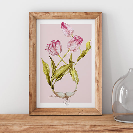 Tulip watercolour illustration