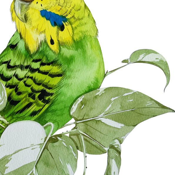 Budgie watercolour print
