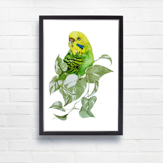 Budgie watercolour print